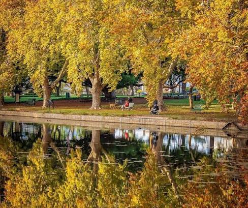 Autumn trees along a pond near Hyde Park, Austin